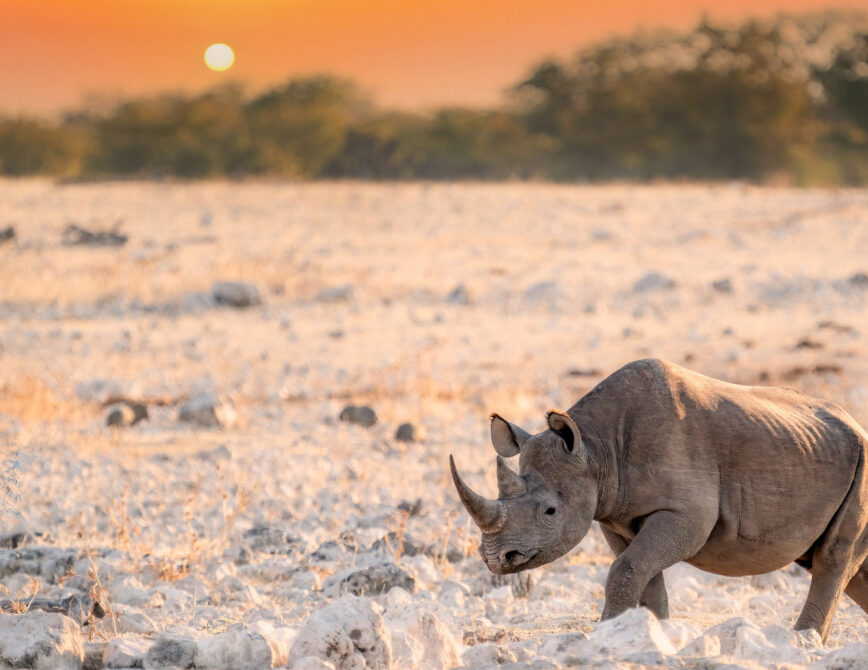 Discover the Desert Wildlife of Namibia