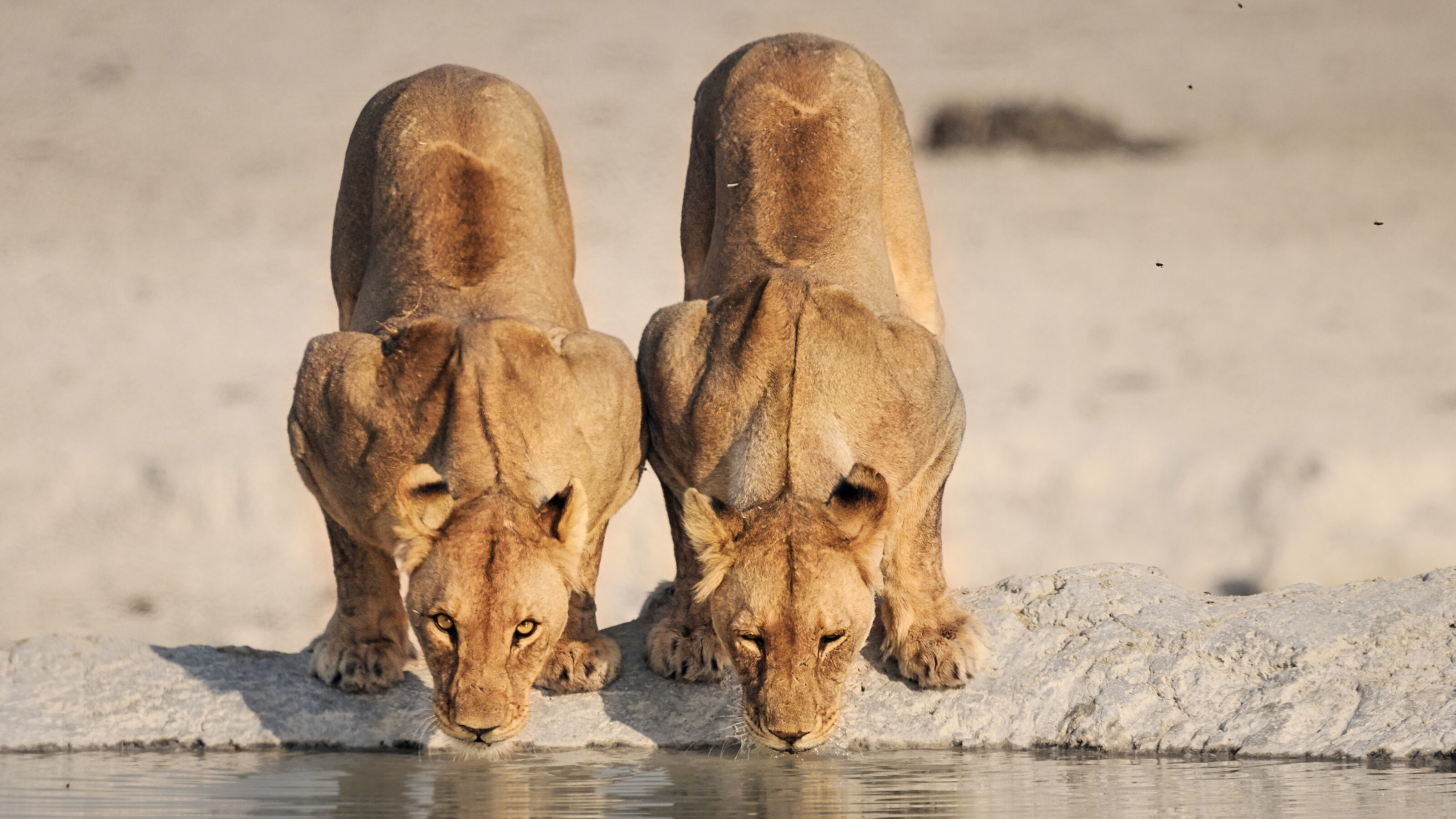 Discover the Desert Wildlife of Namibia