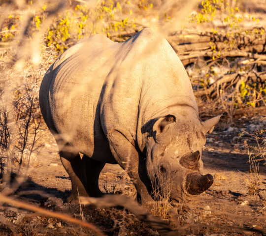 Go rhino tracking