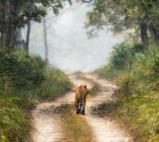 See Bengal tigers in Chitwan National Park