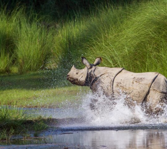 Spot greater one-horned rhinos in Bardia National Park