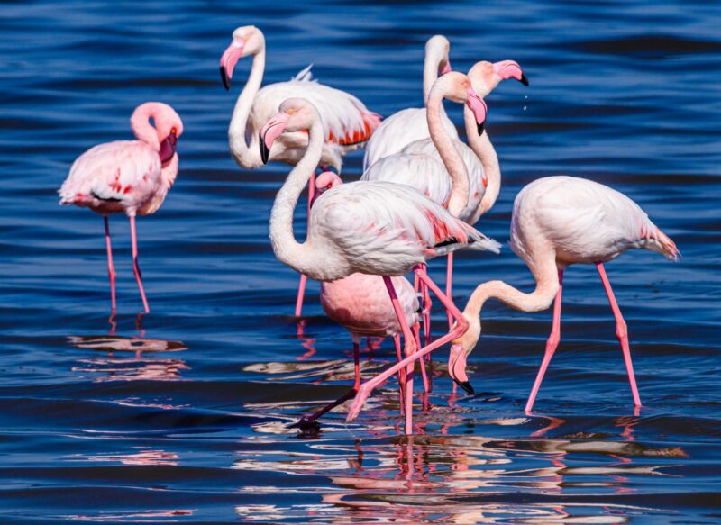 Several pink and white flamingos wading and feeding in dark blue water during Namibia family tours.