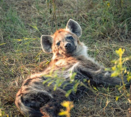 Conservation work in Okonjima Reserve helps to protect leopards, wild dogs and hyenas