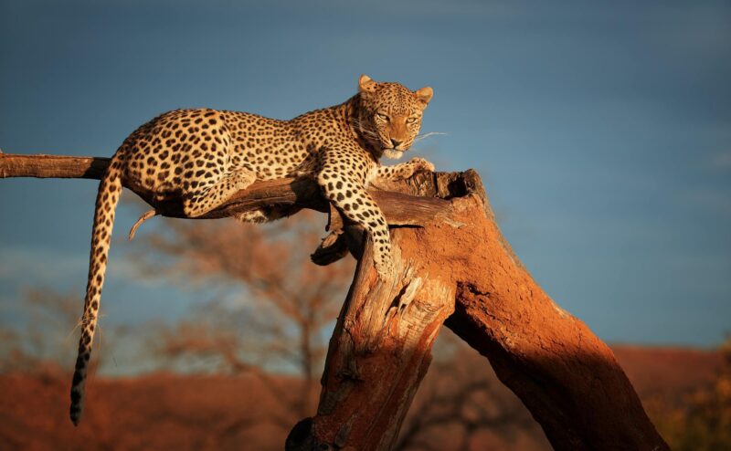A leopard sitting on a branch in Okonjima Reserve, Namibia