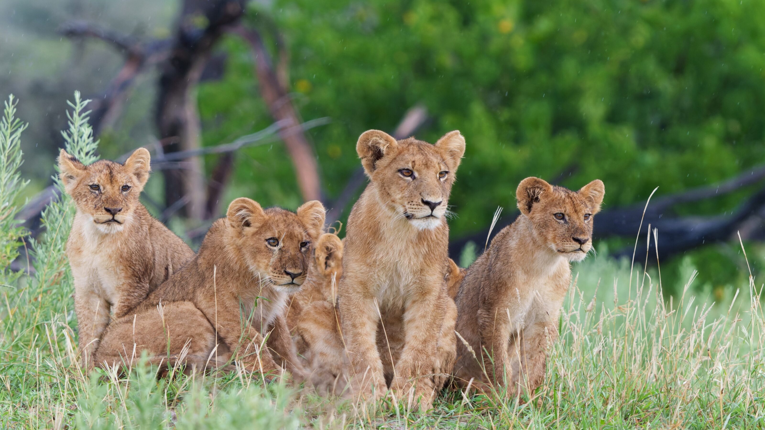 Lionness and cubs sat among tall grass spotted on a safari game drive