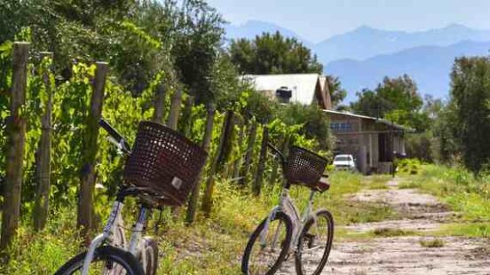Bicycles in a vineyard in Mendoza