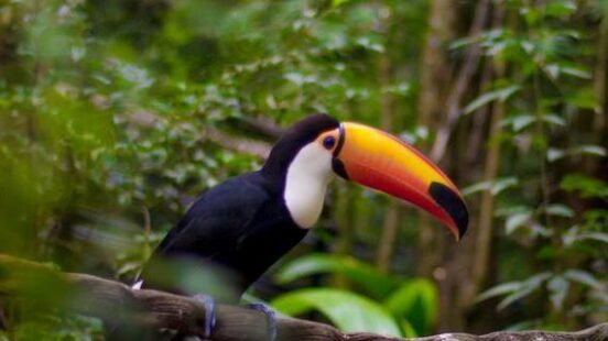 A toucan sat in a tree in the Misiones Rainforest, Argentina