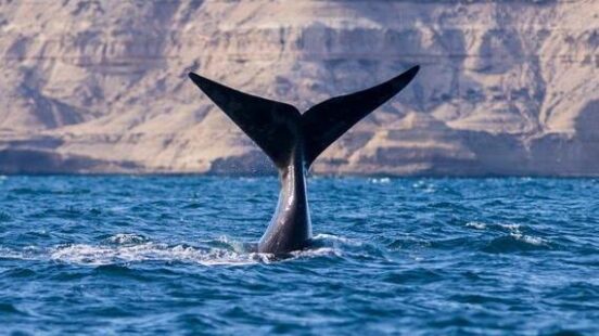 A whalex27;s tail coming out of the water in Peninsula Valdes, Argentina