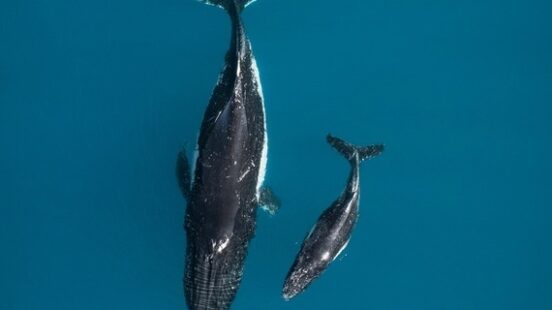 aerial view of an adult and bay grey whale swimming side by side