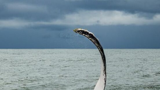 A humpback. whale flipper coming out the water in Colombia