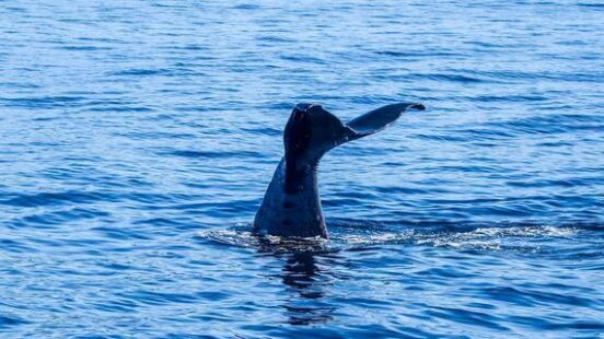 Whale in Kaikoura bay, New Zealand