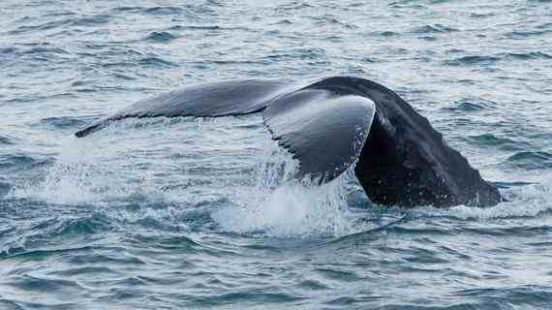 A boat watching a whalex27;s tail breach the water in Iceland