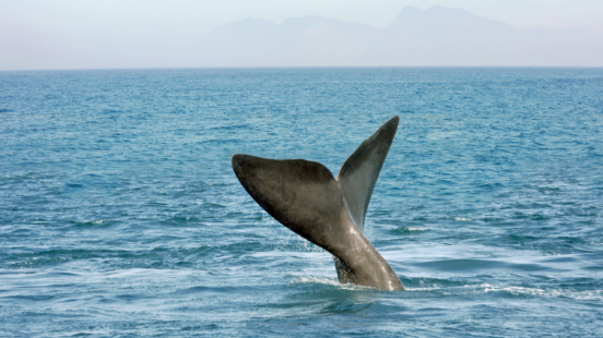 whale watching in australia