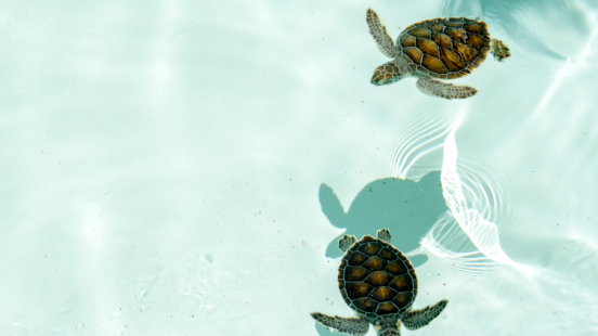 sea turtles in australia