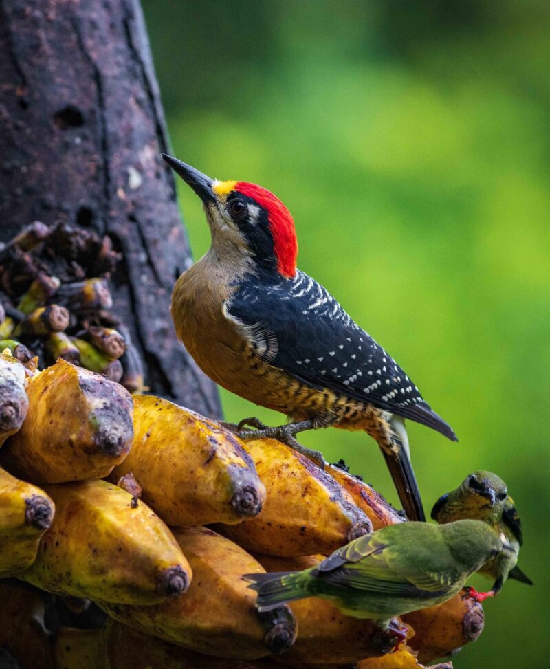 Multi colored bird in Arenal Volcano National Park