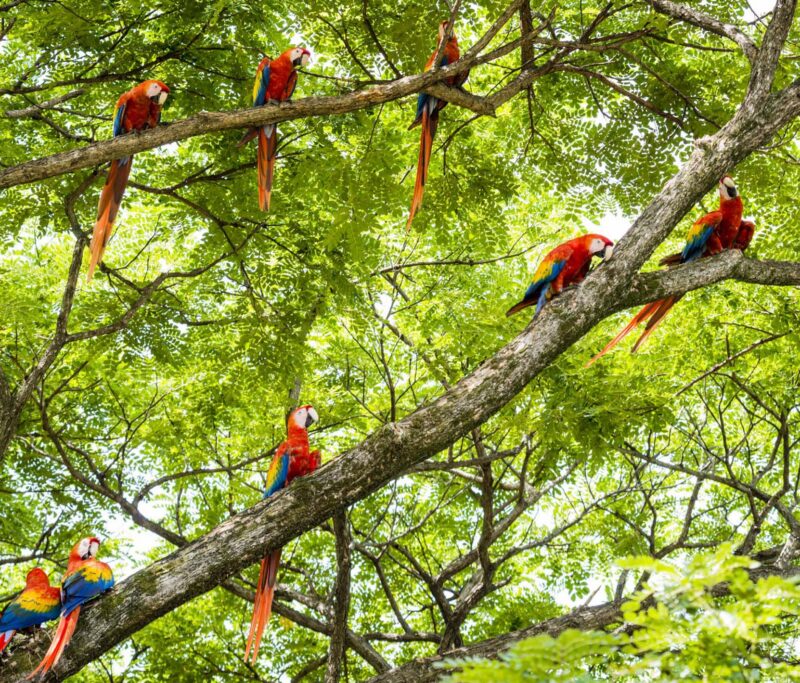 A flock of scarlet macaws, Ara macao, in a tree living in the wild. Taken in Guanacaste, Costa Rica
