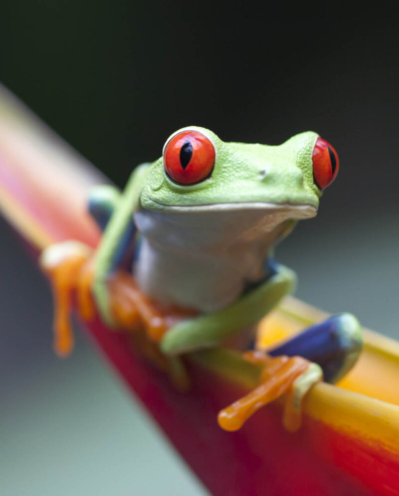 RED AYES FROG, COSTA RICA WILD LIFE