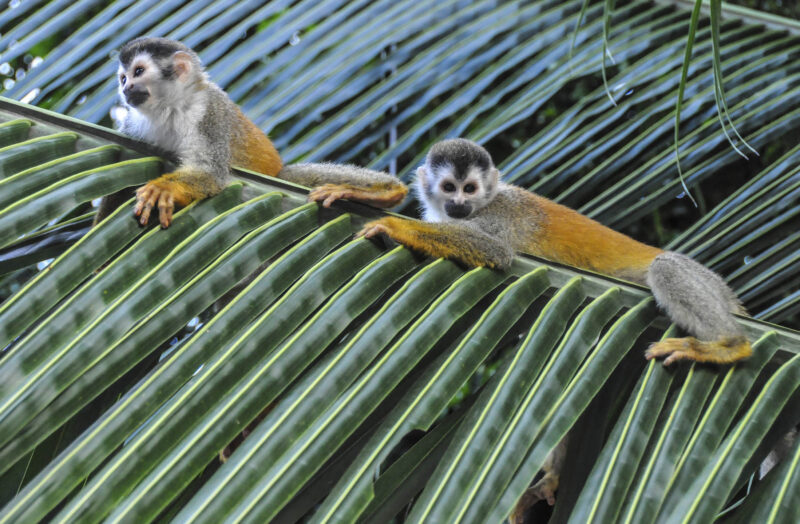 Two squirrel monkeys on a palm frond, Quepos, Costa Rica.
