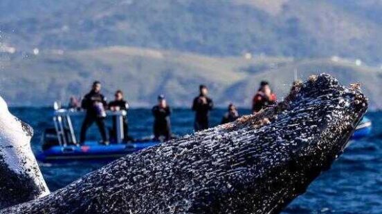A whale watching trip in South Africa