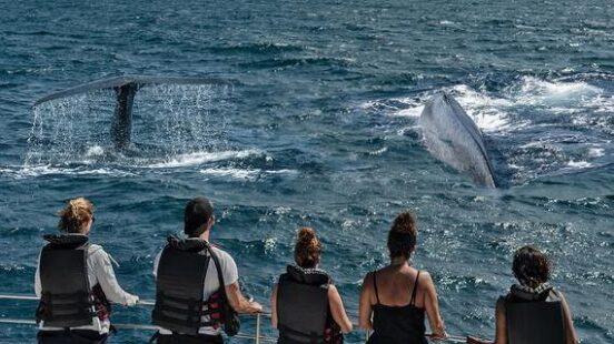 A whale watching boat trip from Marissa, Sri Lanka