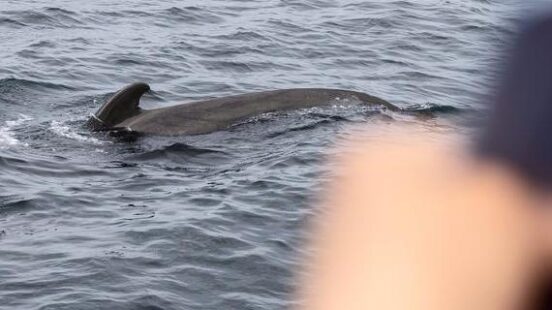 photographing a whale, Lofoten Islands, Norway