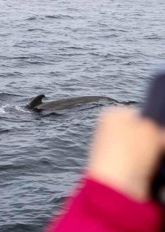 photographing a whale, Lofoten Islands, Norway