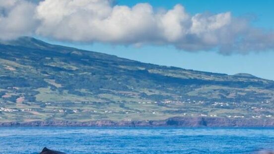 a wahle watching trip in the Azores Portugal