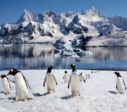 The gentoo penguins of Antarctica