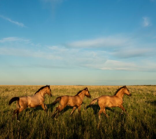 Horses roaming in Las Pampas