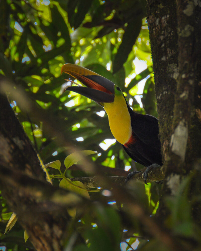 Toucan in Osa Peninsula, Costa Rica.