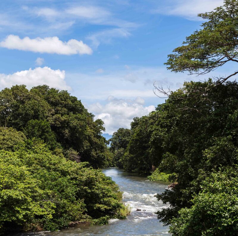 Rio Corobici weaving through a dry forest in Costa Rica, bursting with wildlife.