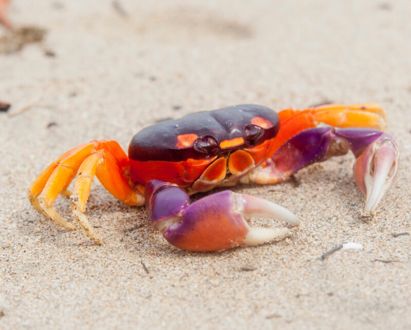 Tropical Land Crab in Costa Rica – Gecarcinus lateralis in Tamarindo, Guanacaste Province, Costa Rica