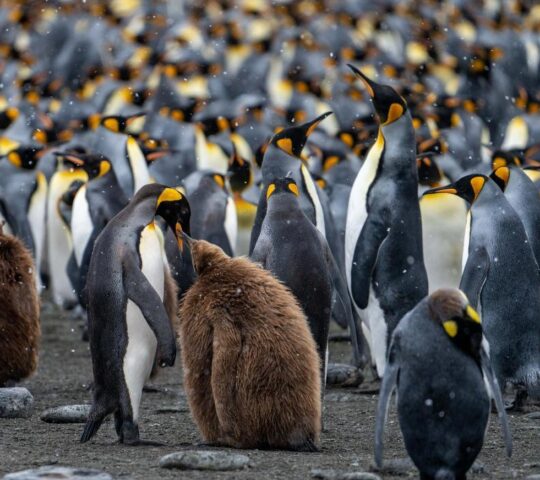South Georgia's king penguins