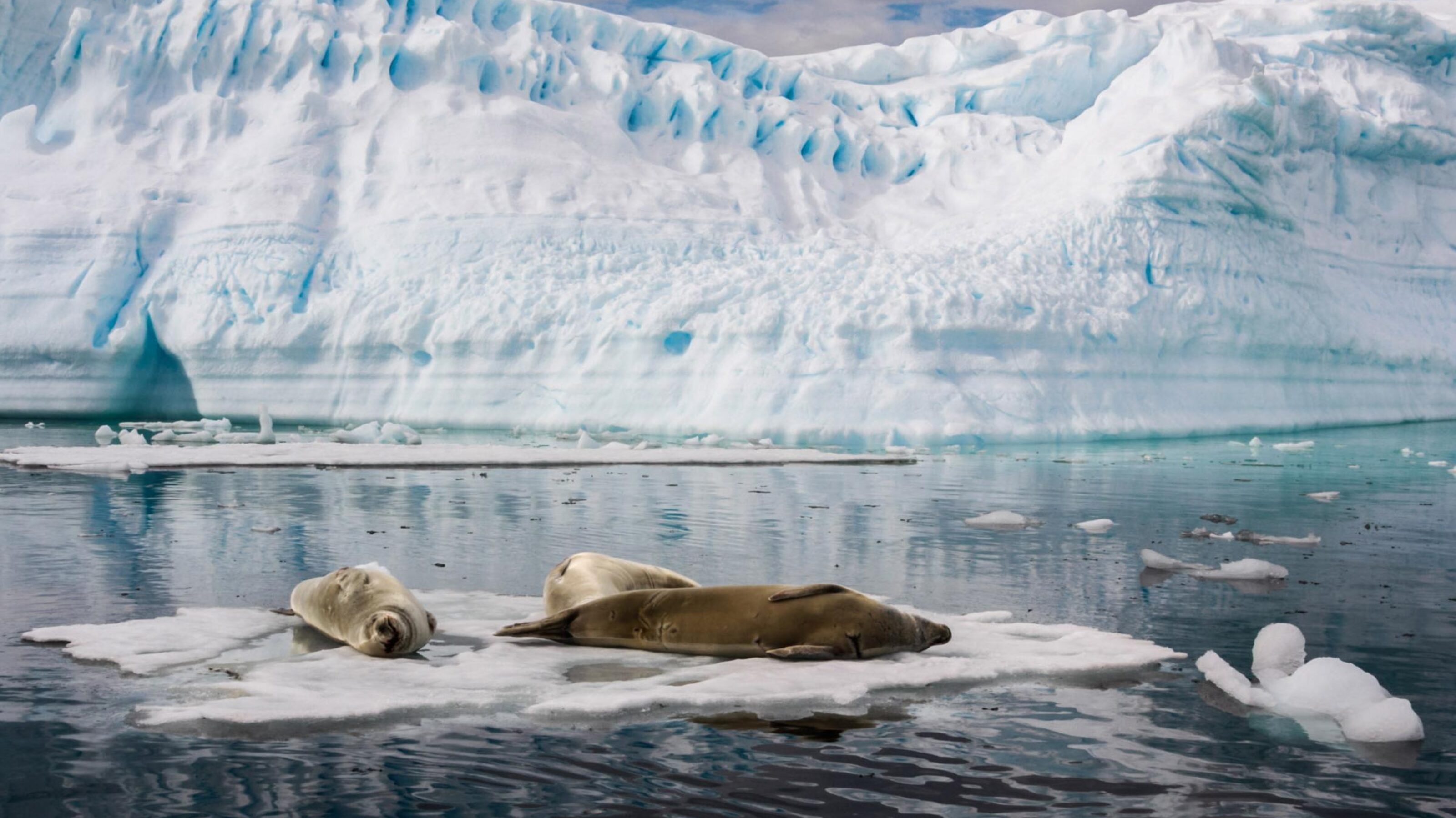 Seals lounging on an icesheet in Antarctica.