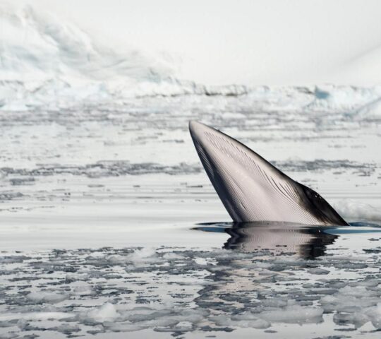 Spot Antarctic minke whales during your cruise