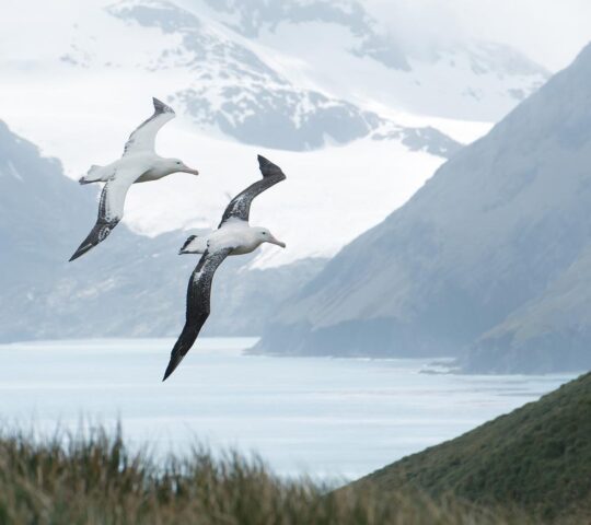 Keep your eyes peeled for albatrosses
