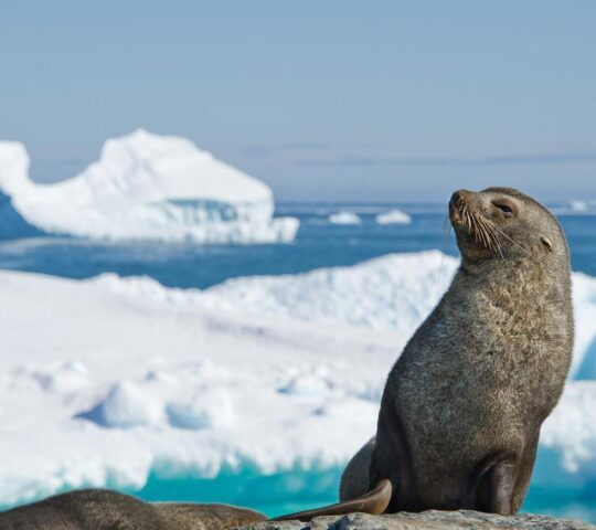 An Antarctic fur seal on the Antarctic Peninsula