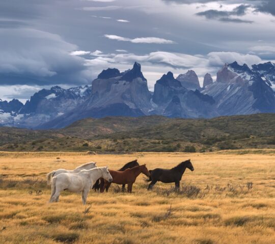 The horses of Torres del Paine