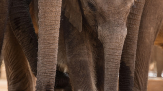 Visit the inspiring Reteti Elephant Sanctuary, Kenya