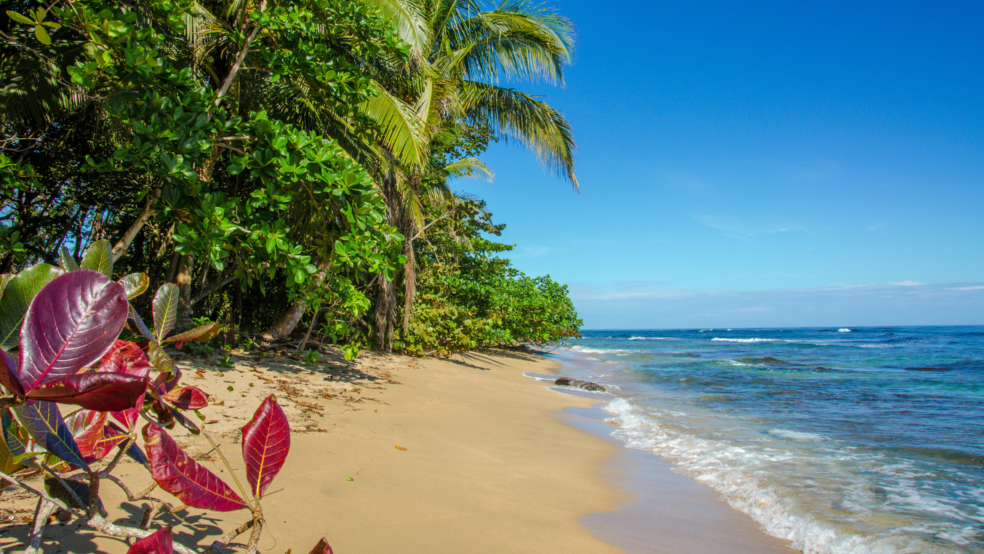 A Caribbean Wildlife Adventure in Costa Rica
