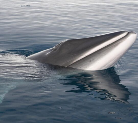 See Antarctic minke whales