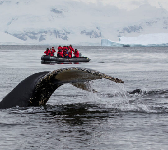 Glimpse humpback whales on intimate Zodiac excursions