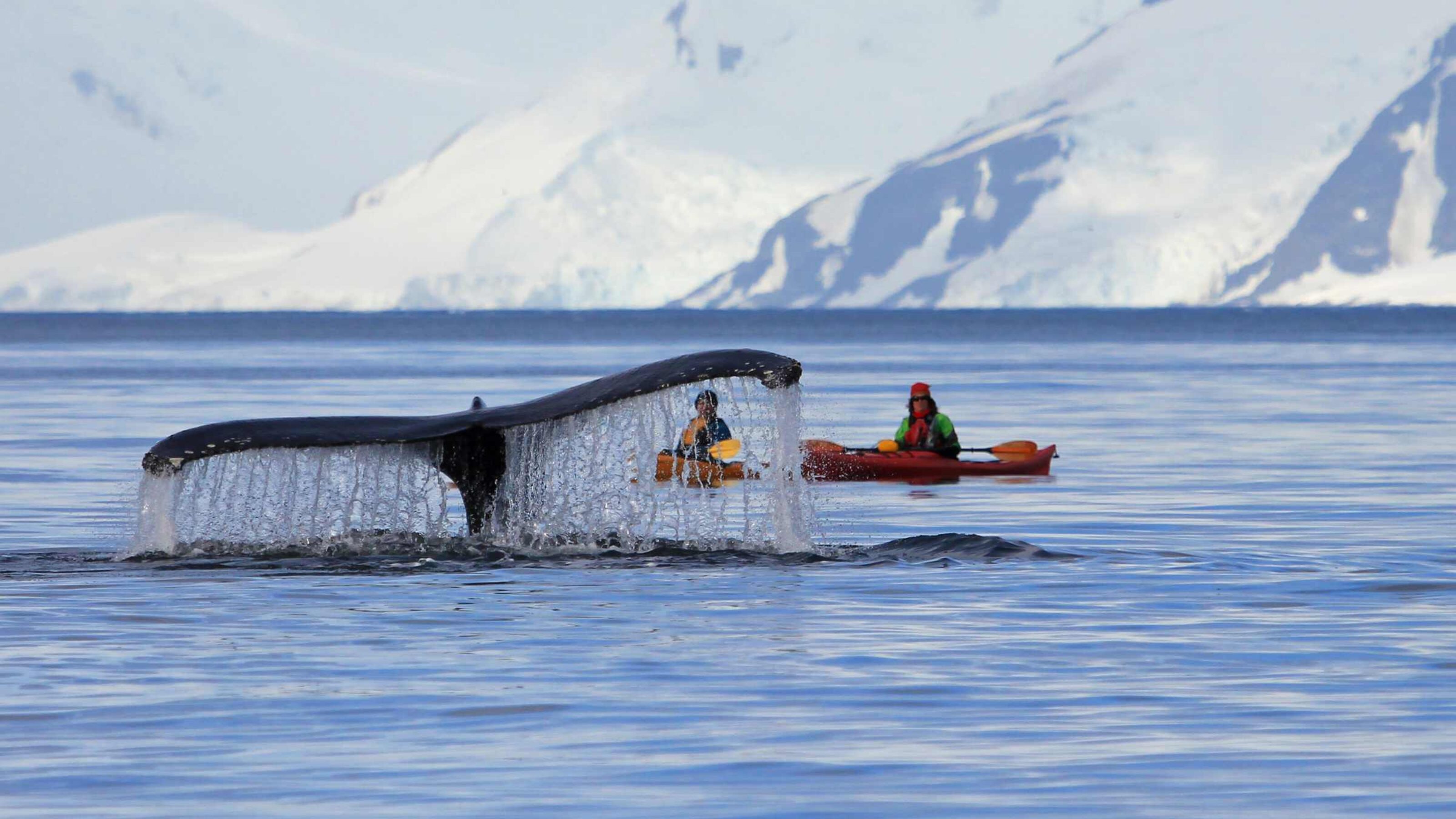 Humpback whale tail in foreground with two people in kayaks looking on.