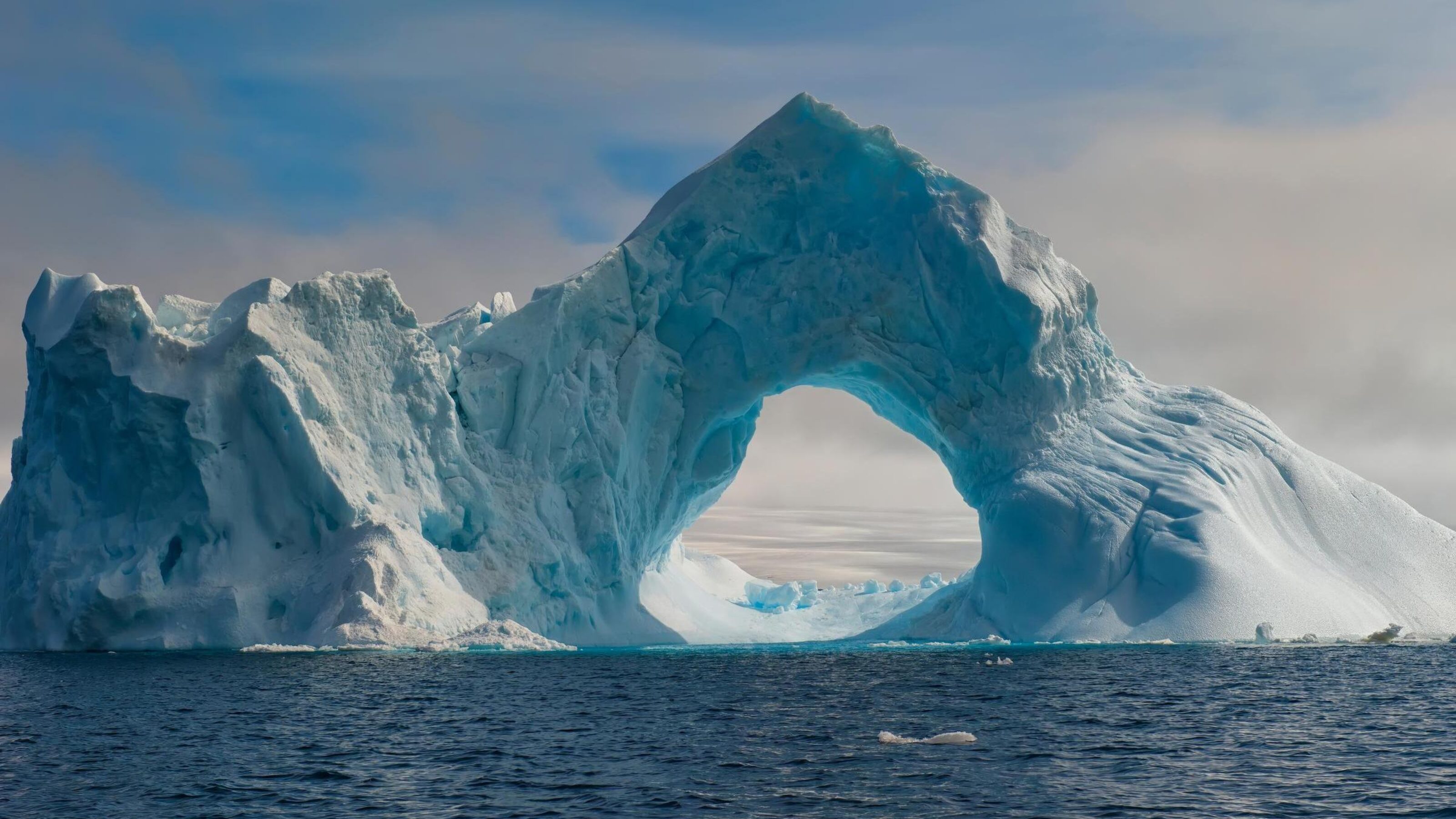 Whales of the Weddell Sea