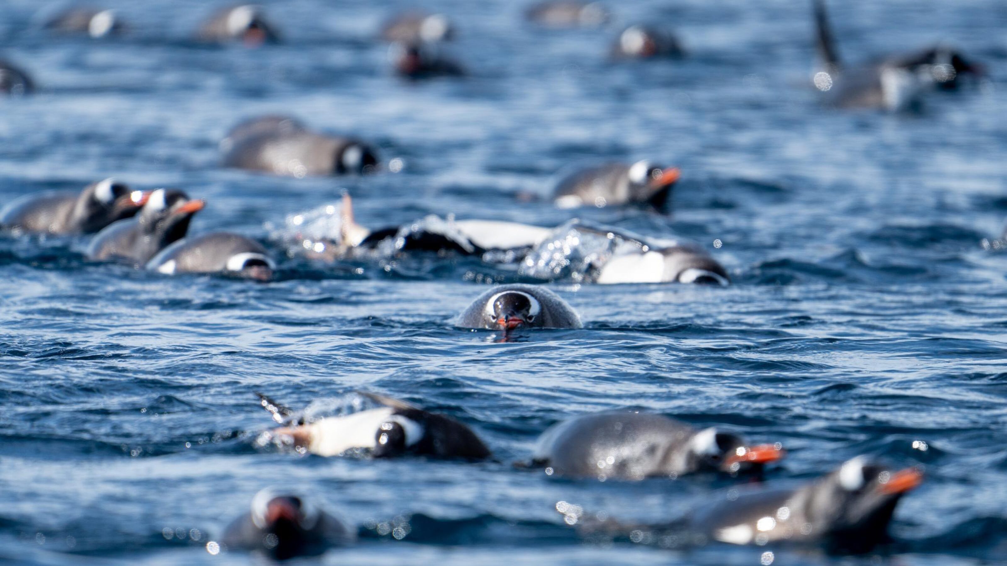 Gentoo penguins swimming in Antarctica.