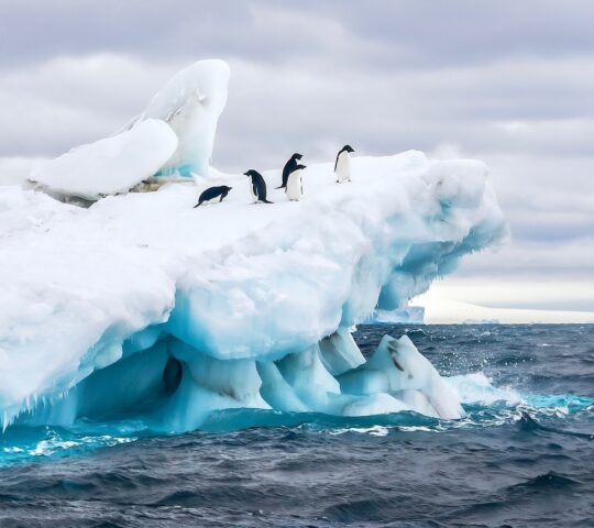 Spot colonies of Adelie penguins