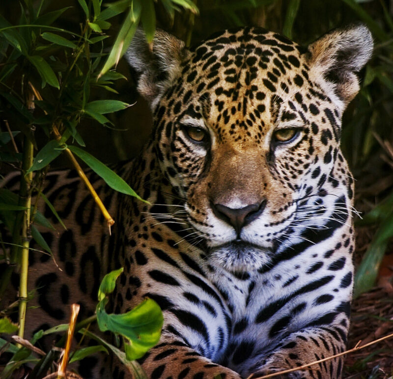 A jaguar rests in a bush.
