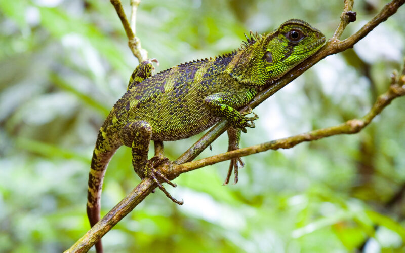 “A well camouflaged lizard, known as a Amazon Jungle Dragon (enyalioides laticops), reclines on a twig in the Amazon jungle. Taken with a Nikon D70s.”