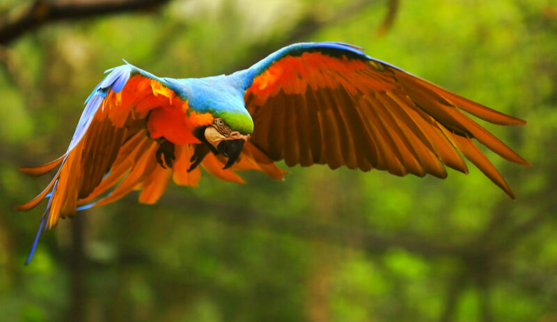 Blue and yellow macaw tropical BIRD flying
