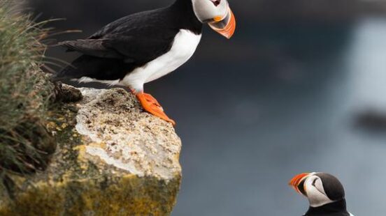 Two puffins on a cliff in Iceland